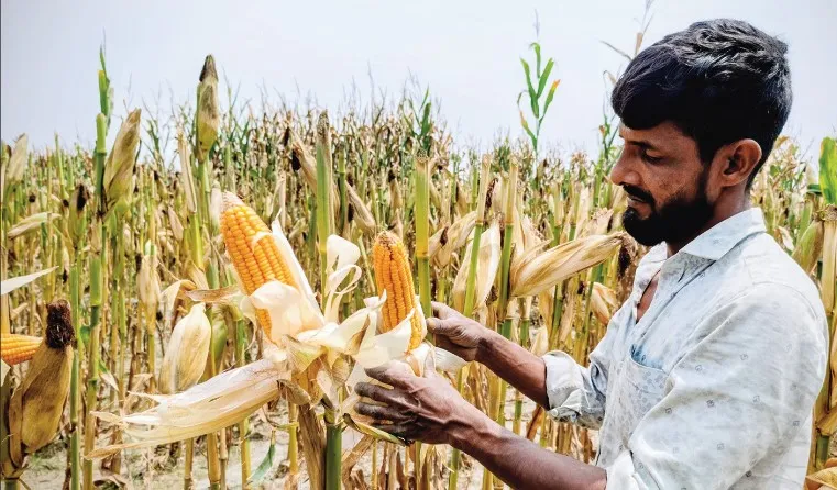 সারিয়াকান্দির চরাঞ্চলে ভুট্টার বাম্পার ফলন