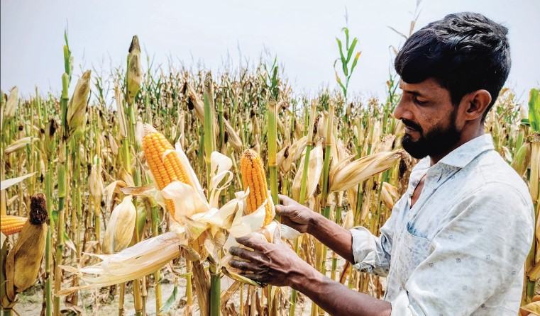 সারিয়াকান্দির চরাঞ্চলে ভুট্টার বাম্পার ফলন