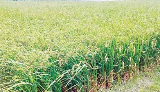 সাতক্ষীরায় বোরো ধানের বাম্পার ফলন