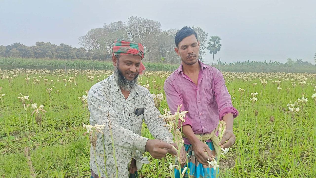 জীবননগরে রজনীগন্ধা ফুল চাষে বাজিমাত, কম খরচে বেশি লাভে খুশি চাষিরা