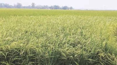 বিরামপুরে বোরো ধানের বাম্পার ফলনের সম্ভাবনা