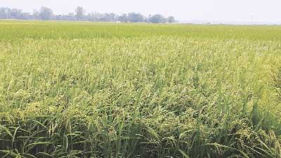 বিরামপুরে বোরো ধানের বাম্পার ফলনের সম্ভাবনা