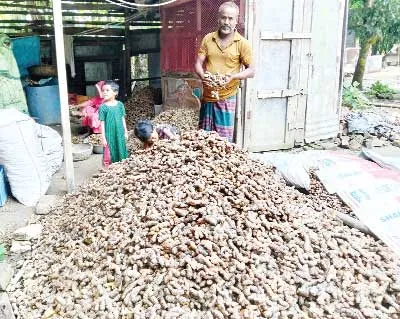 গৌরনদীতে শখের বসে হলুদ চাষ করে সফলতা