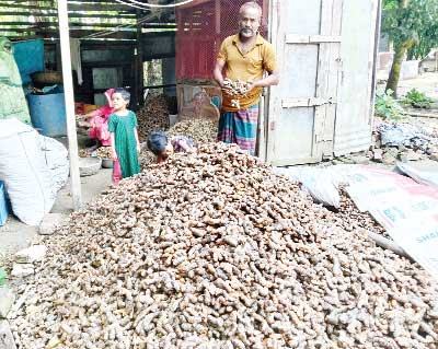 গৌরনদীতে শখের বসে হলুদ চাষ করে সফলতা
