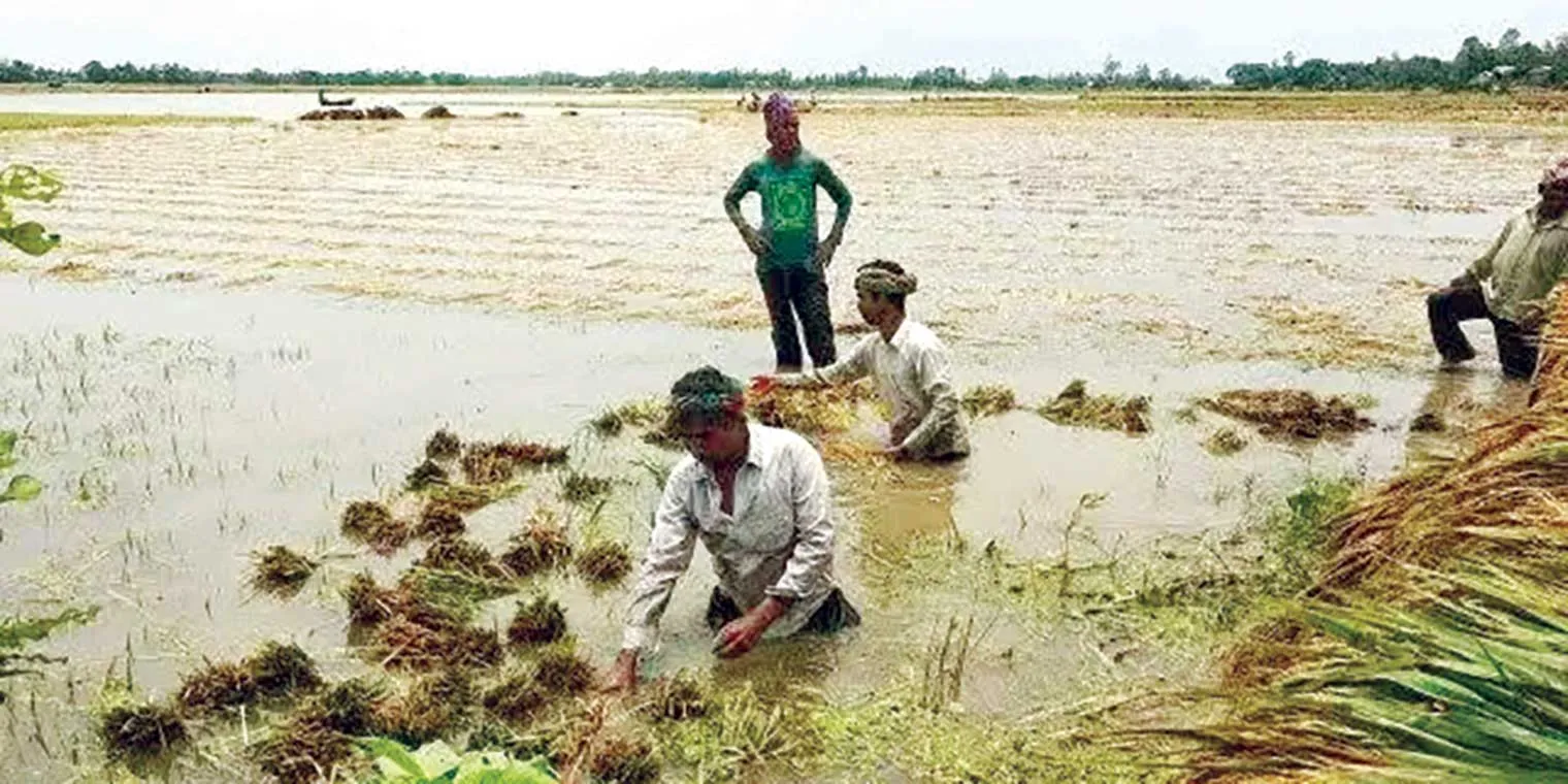হাওড়ে ডুবছে কৃষকের স্বপ্ন রোদের অভাবে পচছে ধান